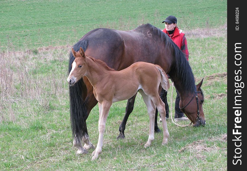 Horse with a foal and trainer