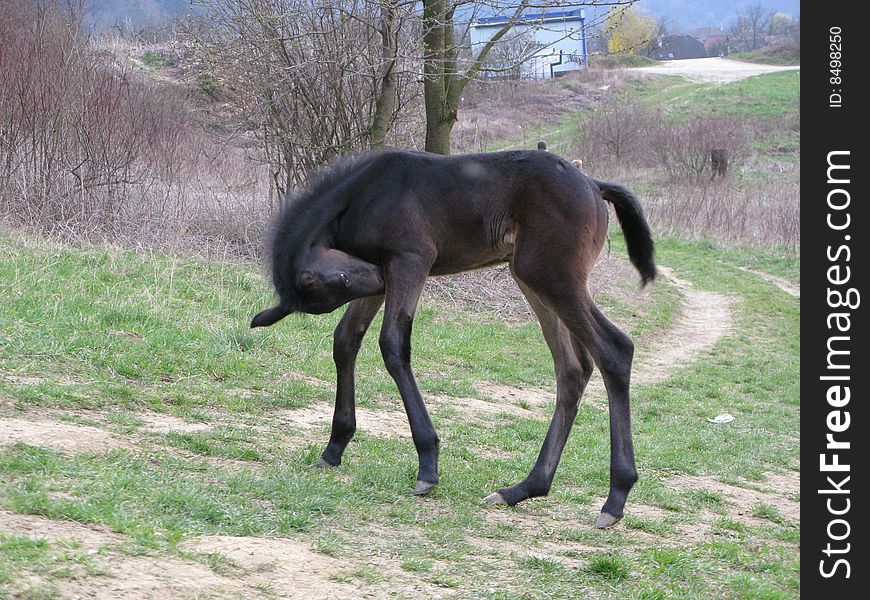 Arabian horse (foal) on grass