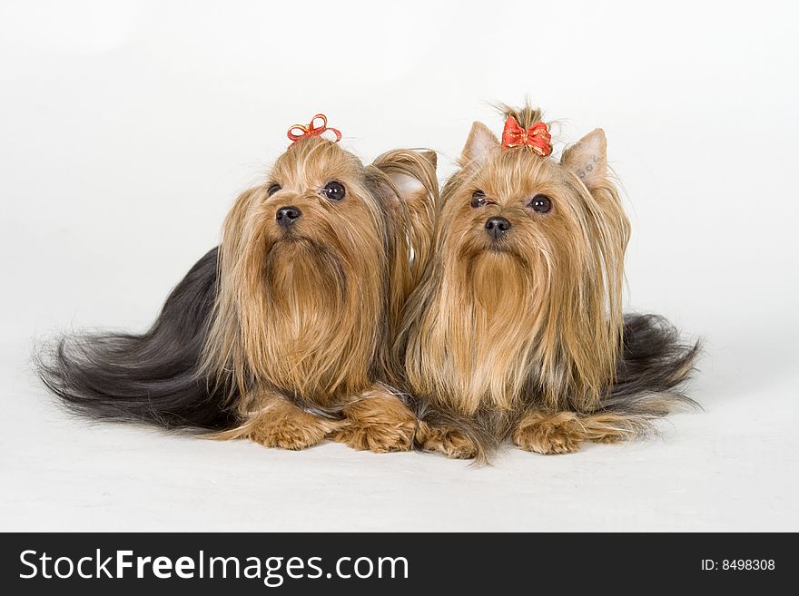 Yorkshire terriers on white background. Picture was taken in studio.