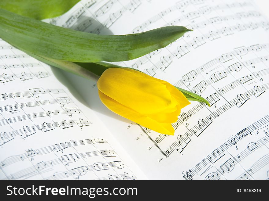 Yellow tulip in the light of sonatas. Yellow tulip in the light of sonatas.