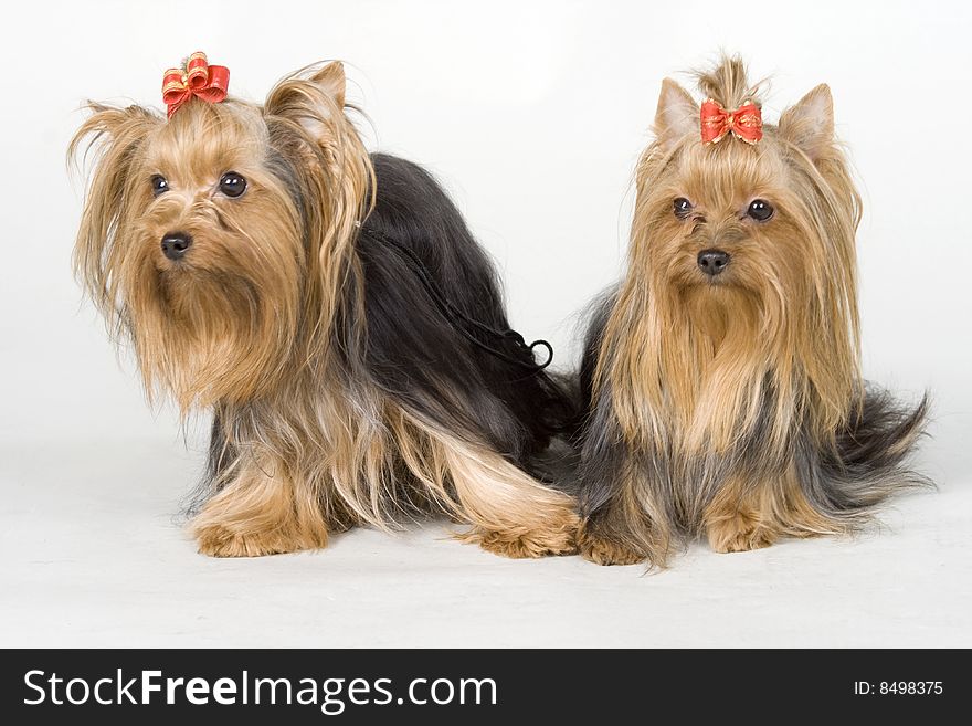Yorkshire terriers on white background. Picture was taken in studio.