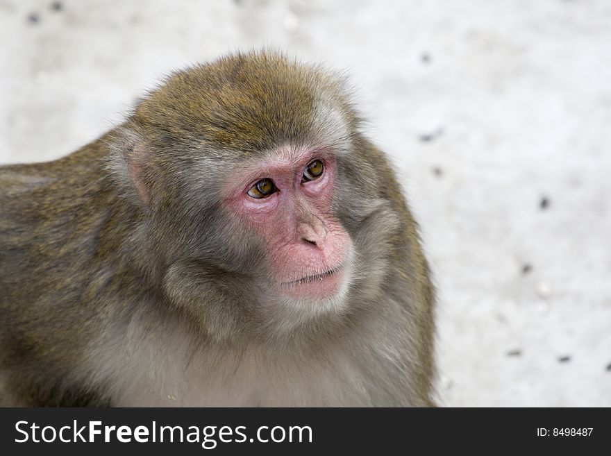 Macaca fuscata grey japanese monkey female