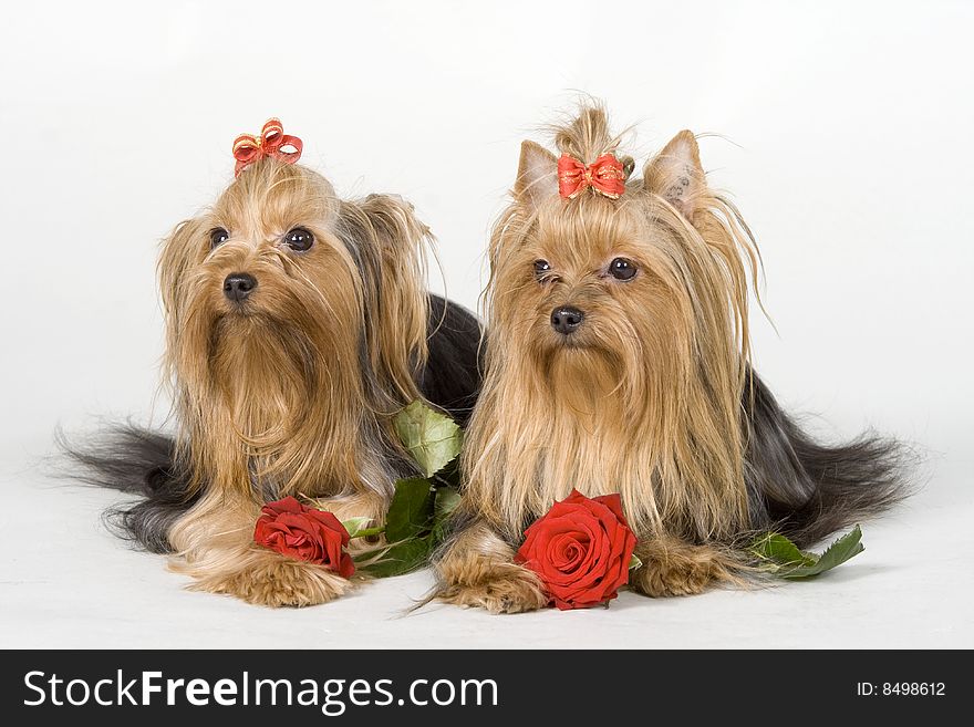 Yorkshire terriers on white background. Picture was taken in studio.