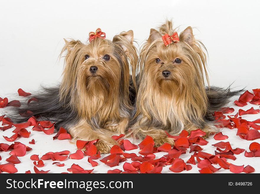 Yorkshire terriers on white background. Picture was taken in studio.