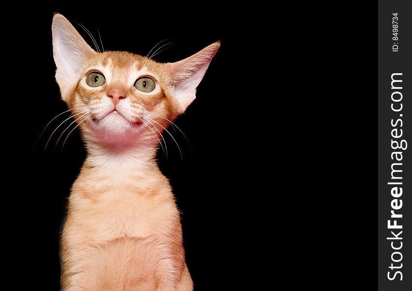 Red abyssinian kitten on black ground