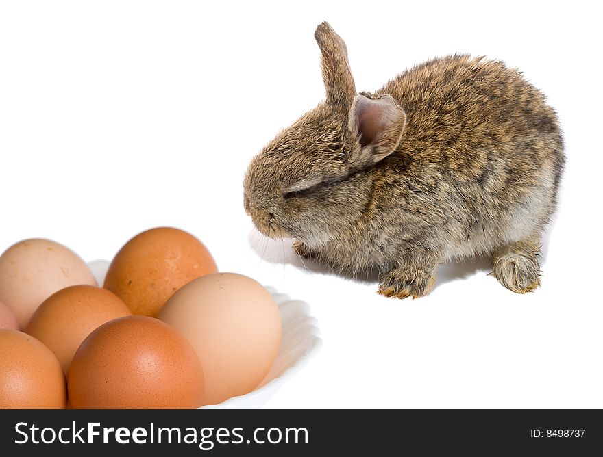 Bunny and easter eggs, isolated on white