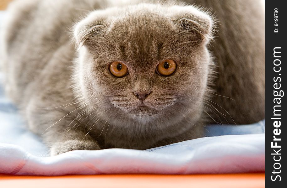 Gray scottish fold cat on pillow