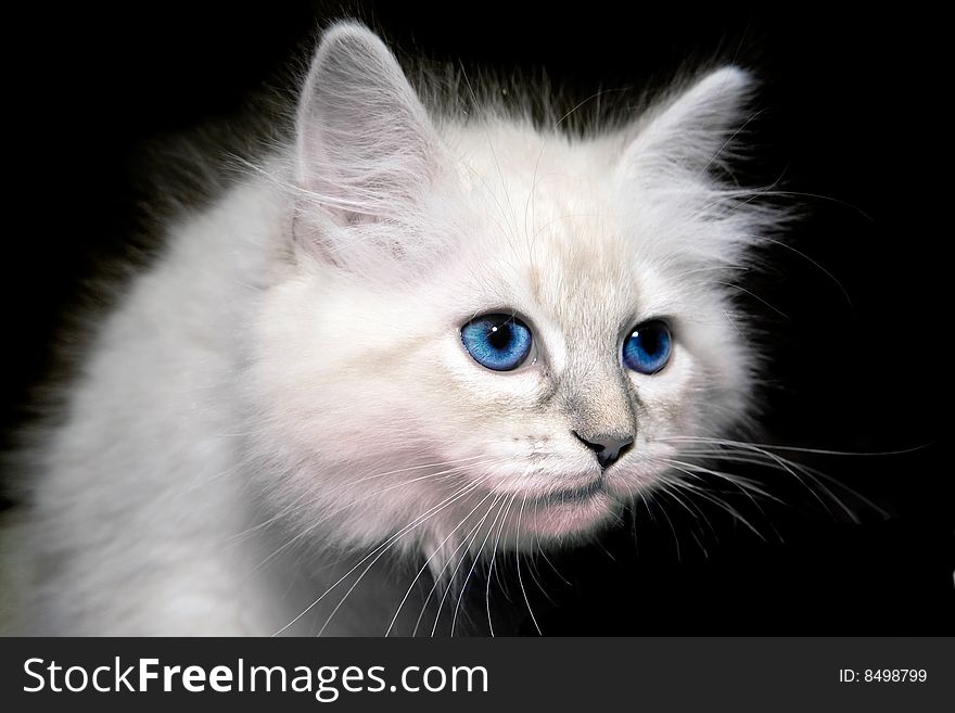 Blue eyes persian kitten on black ground. Blue eyes persian kitten on black ground