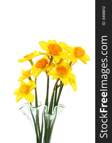 Orange centered daffodils in a glass vase. Orange centered daffodils in a glass vase