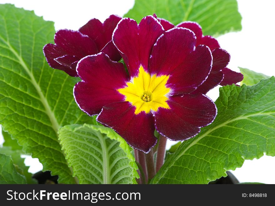 Primrose flower isolated on the white background. Close-up