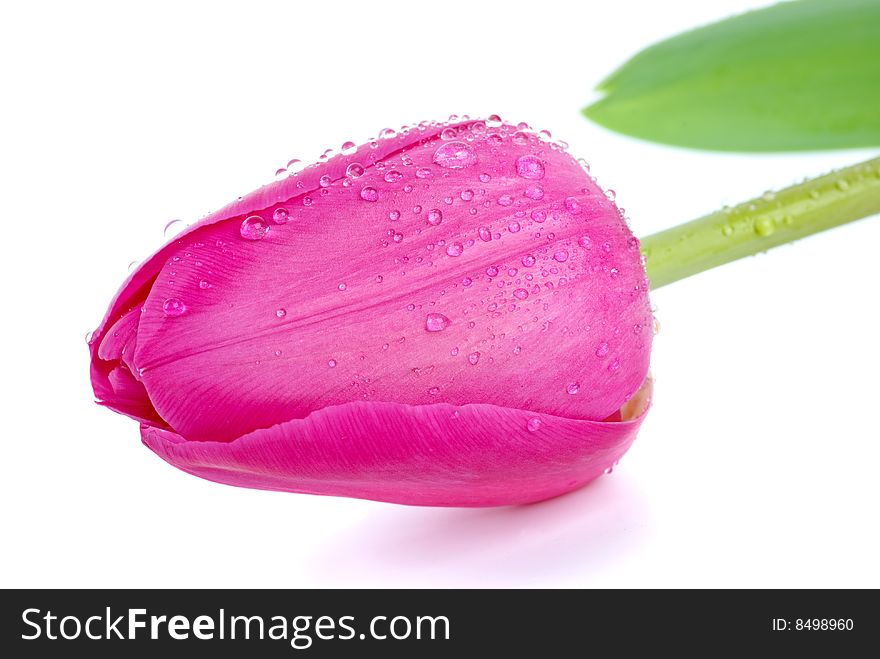 Pink tulip bud with drops of water