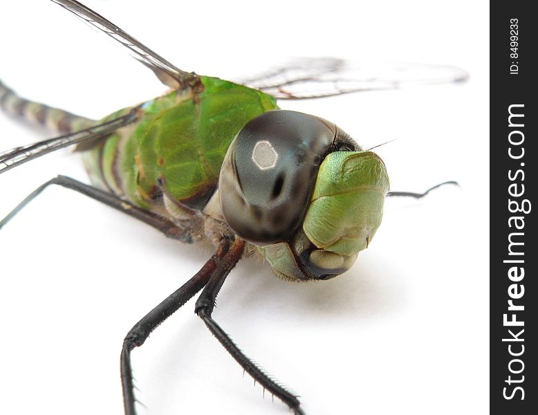 Close up to the look of a dragonfly isolated on white background. Close up to the look of a dragonfly isolated on white background