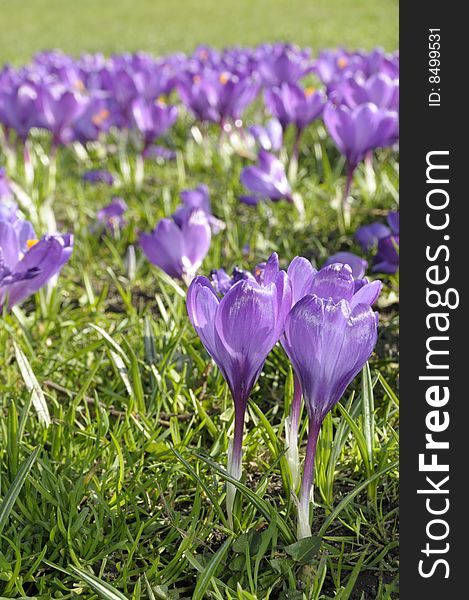 A beautiful group of spring crocuses