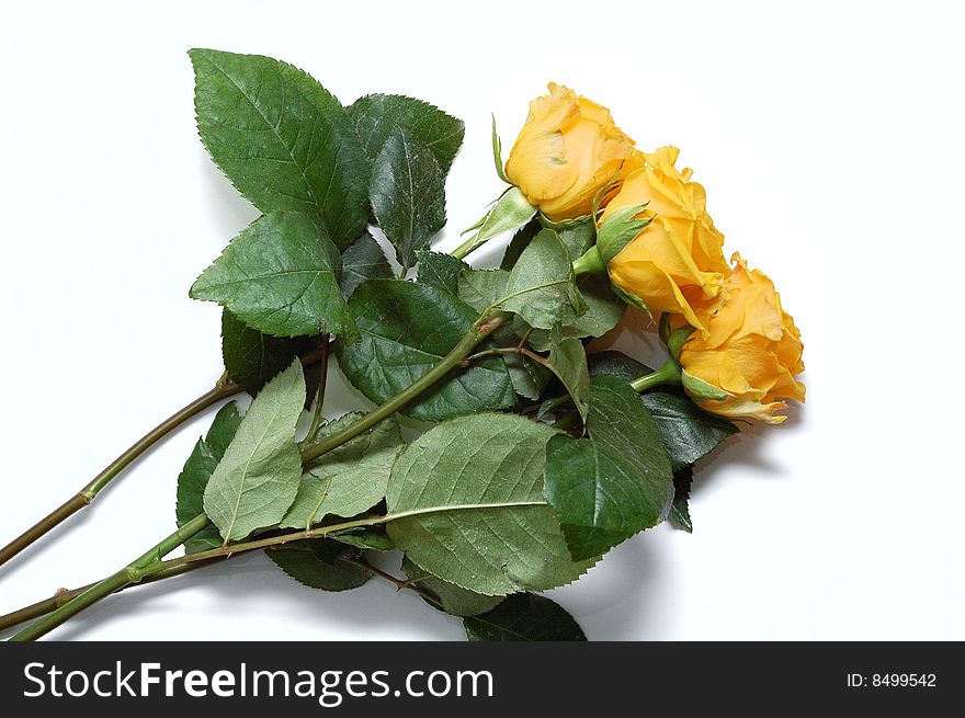 Three yellow roses. Isolated on a white background