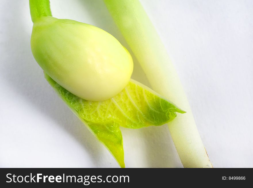 Close up of green bud on white background