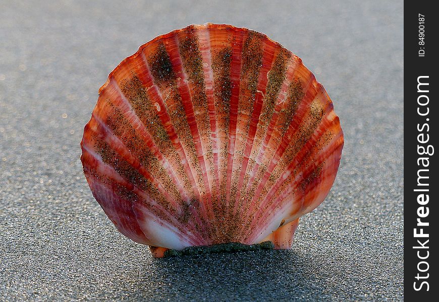 Scallop Shell.