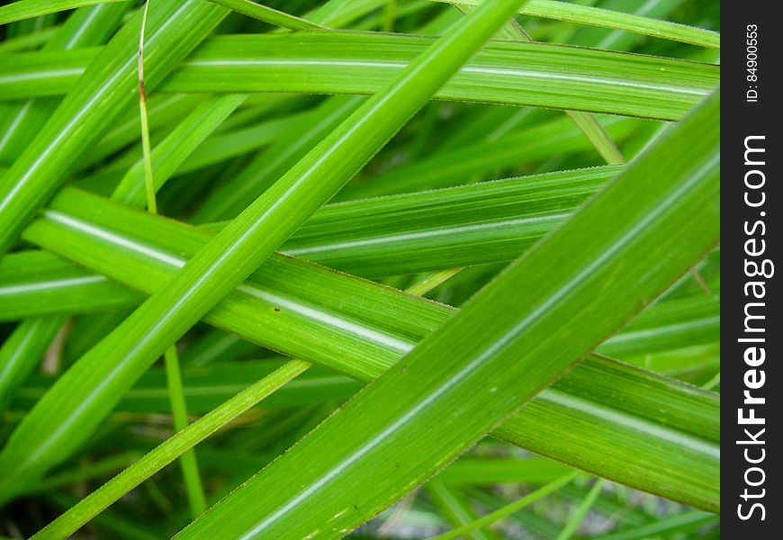 Green Grass Blades