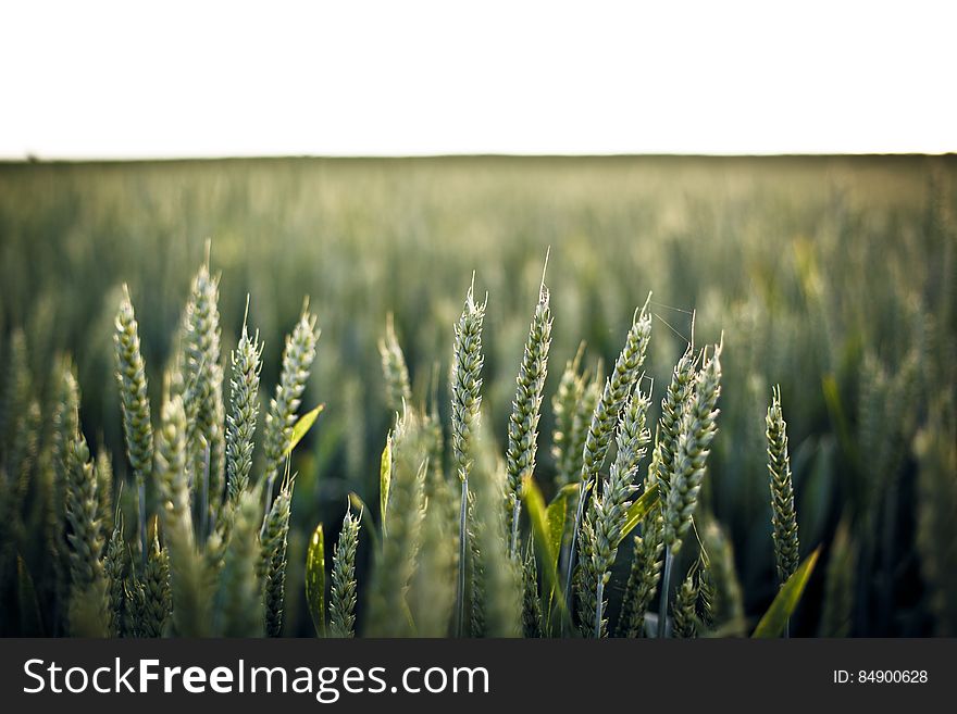 Rye Grass In Field