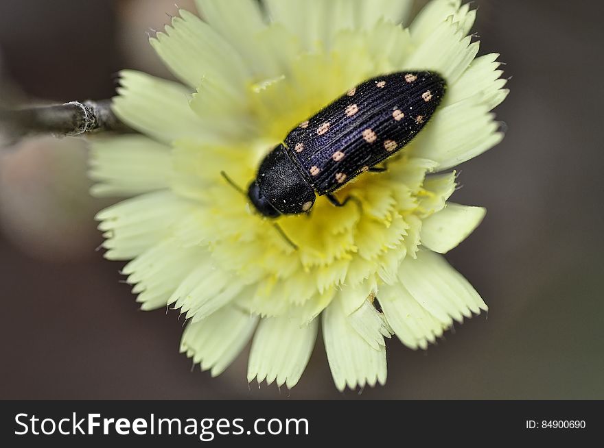 Escarabajo de catorce puntos o Acmaeodera. Estos escarabajos, presentan un cuerpo alargado de color negro con manchas rojizas muy vivas. Miden aproximadamente 13 mm. La cabeza se encuentra casi completamente debajo del protÃ³rax, lo que le confiere un aspecto ahusado.