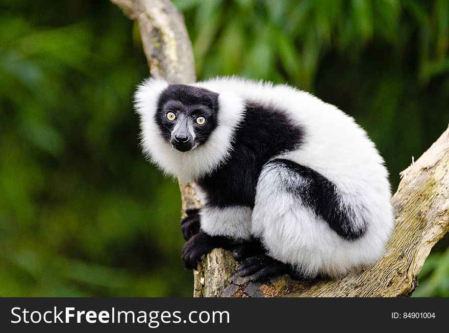 Black and white Ruffed Lemur