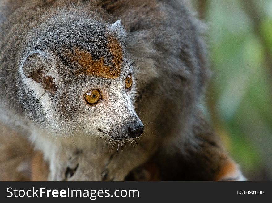 Crowned lemur 2016-01-08-00853