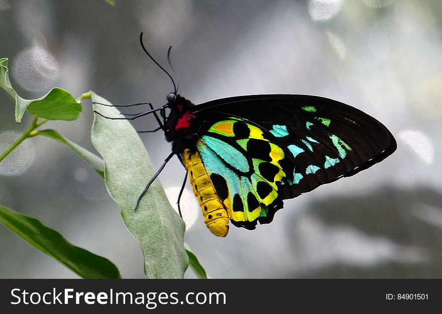 Cairns Birdwing Butterfly.