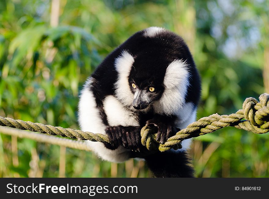 Black and white Ruffed Lemur