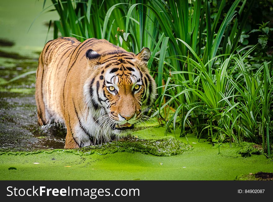 Siberian Tiger