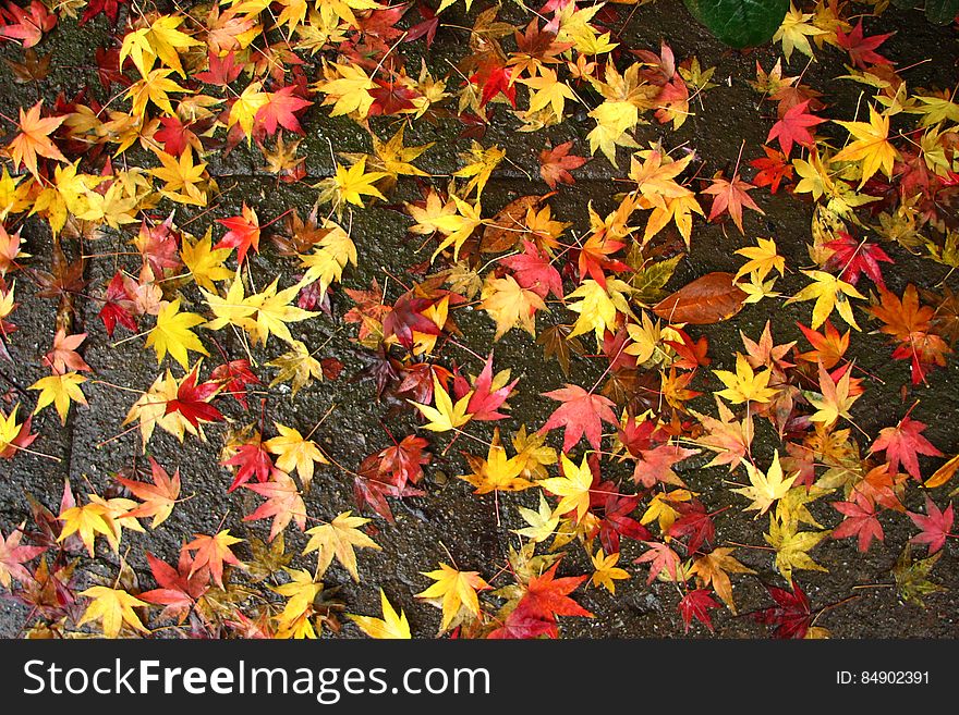 colorful leaves 2