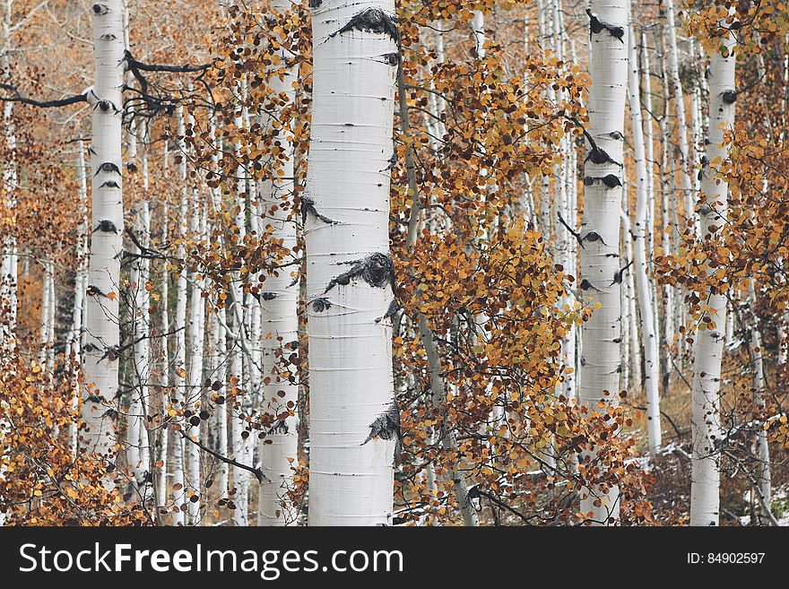 Birch Tree Background Texture