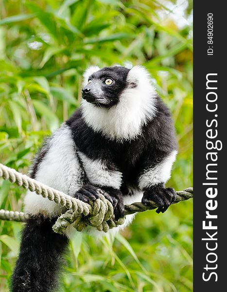 Black and white Ruffed Lemur