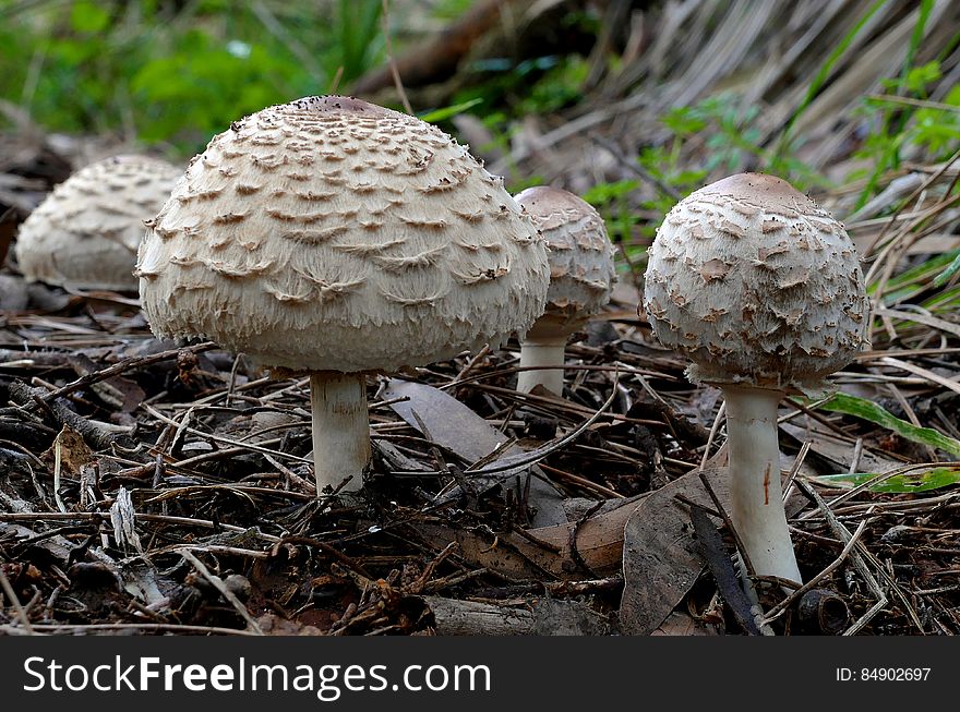 The shaggy parasol is a large and conspicuous agaric, with thick brown scales and protuberances on its fleshy white cap. The gills and spore print are both white in colour. Its stipe is slender, but bulbous at the base, is coloured uniformly and bears no patterns. It is fleshy, and a reddish, or maroon discoloration occurs and a pungent odour is evolved when it is cut. The egg-shaped caps become wider and flatter as they mature. The shaggy parasol is a large and conspicuous agaric, with thick brown scales and protuberances on its fleshy white cap. The gills and spore print are both white in colour. Its stipe is slender, but bulbous at the base, is coloured uniformly and bears no patterns. It is fleshy, and a reddish, or maroon discoloration occurs and a pungent odour is evolved when it is cut. The egg-shaped caps become wider and flatter as they mature.