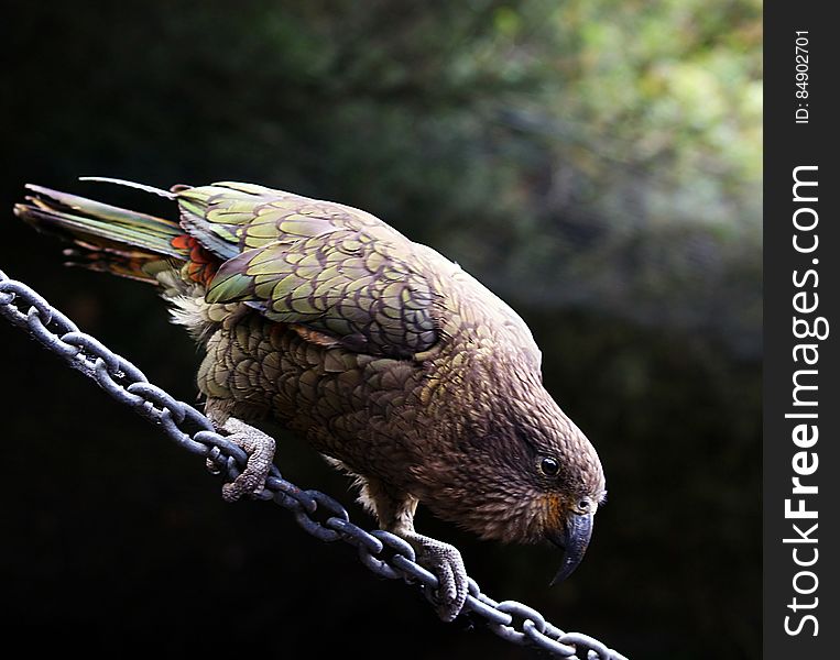 Kea On A Chain.