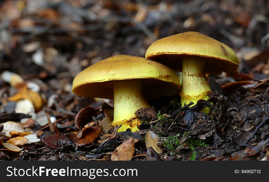 Dermocybe canaria, &#x22;Canary Webcap&#x22;is a rare, brightly coloured species found in SE Australia and NZ, mycorrhizal with eucalypts. Cap and stem are bright yellow, cap to 80 mm, convex, umbonate, Stem often has a bulbous base, and veil remnants in a fugitive, fibrillose ring. Spore print yellowish rusty brown. Dermocybe canaria, &#x22;Canary Webcap&#x22;is a rare, brightly coloured species found in SE Australia and NZ, mycorrhizal with eucalypts. Cap and stem are bright yellow, cap to 80 mm, convex, umbonate, Stem often has a bulbous base, and veil remnants in a fugitive, fibrillose ring. Spore print yellowish rusty brown.