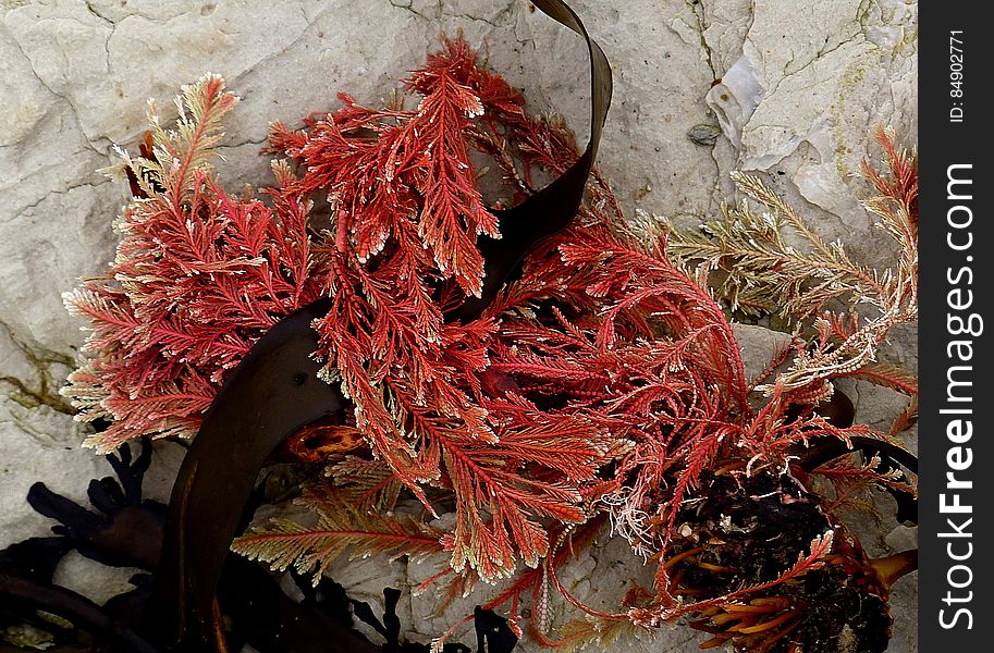 Calcareous Red Seaweed. FZ200