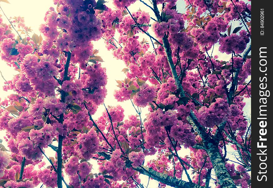 Under a Kwanzan Flowering Cherry Tree