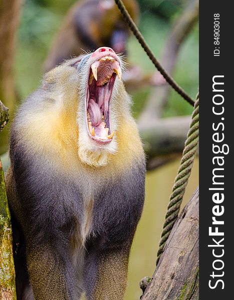 Mandrill Yawning