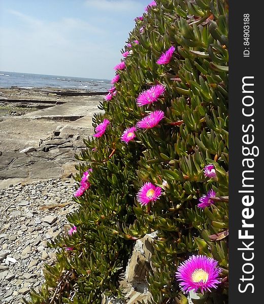 Purple Flowers On Rocky Coastline