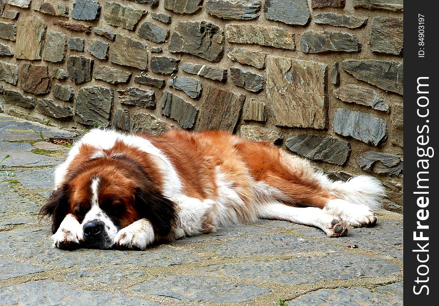 Portrait of dog napping outdoors on walk against stone wall on sunny day.