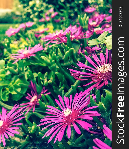 Delosperma cooperi, Succulent, Pink Carpet or Trailing Ice Plant. Delosperma cooperi, Succulent, Pink Carpet or Trailing Ice Plant