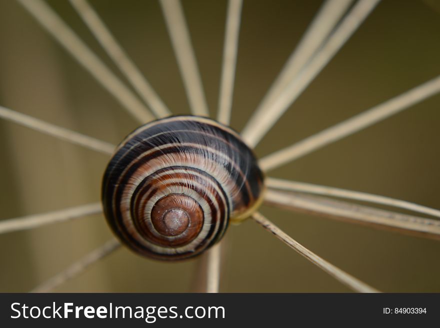 Spiral Snail Trail