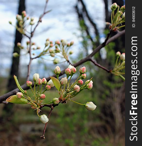 Flower buds on a tree &#x28;unknown species&#x29;, Warren County, within the Honey Run Wildlife Management Area. I&#x27;ve licensed this photo as CC0 for release into the public domain. You&#x27;re welcome to download the photo and use it without attribution.