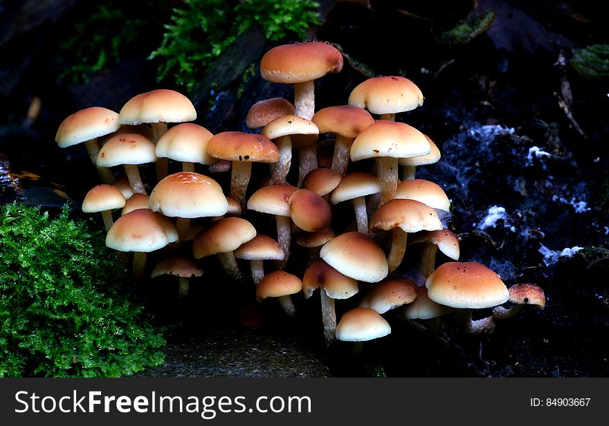 Hypholoma fasciculare, commonly known as the sulphur tuft, sulfur tuft or clustered woodlover, is a common woodland mushroom, often in evidence when hardly any other mushrooms are to be found. This saprophagic small gill fungus grows prolifically in large clumps on stumps, dead roots or rotting trunks of broadleaved trees. The &#x22;Sulphur Tuft&#x22; is bitter and poisonous; consuming it can cause vomiting, diarrhea and convulsions. Hypholoma fasciculare, commonly known as the sulphur tuft, sulfur tuft or clustered woodlover, is a common woodland mushroom, often in evidence when hardly any other mushrooms are to be found. This saprophagic small gill fungus grows prolifically in large clumps on stumps, dead roots or rotting trunks of broadleaved trees. The &#x22;Sulphur Tuft&#x22; is bitter and poisonous; consuming it can cause vomiting, diarrhea and convulsions.