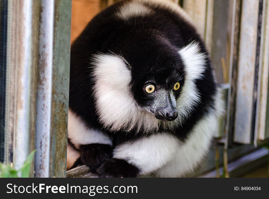 Black and white Ruffed Lemur