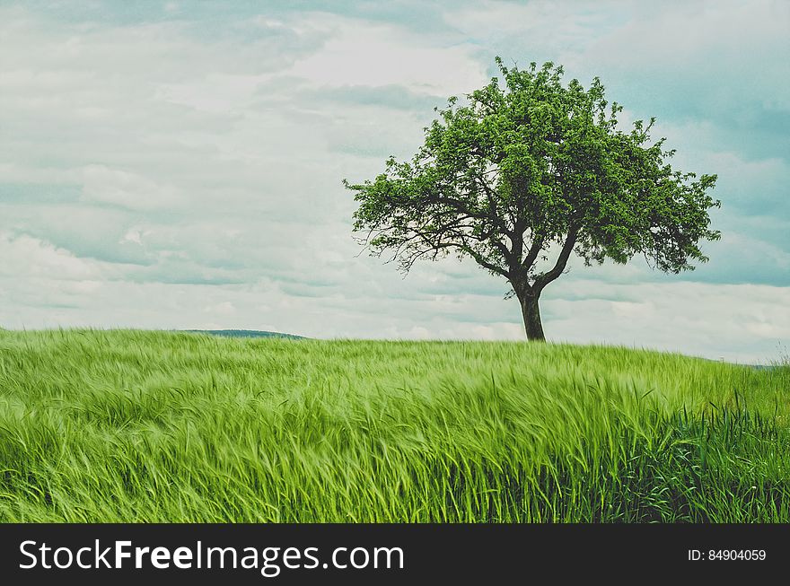 Tree In A Grassy Field