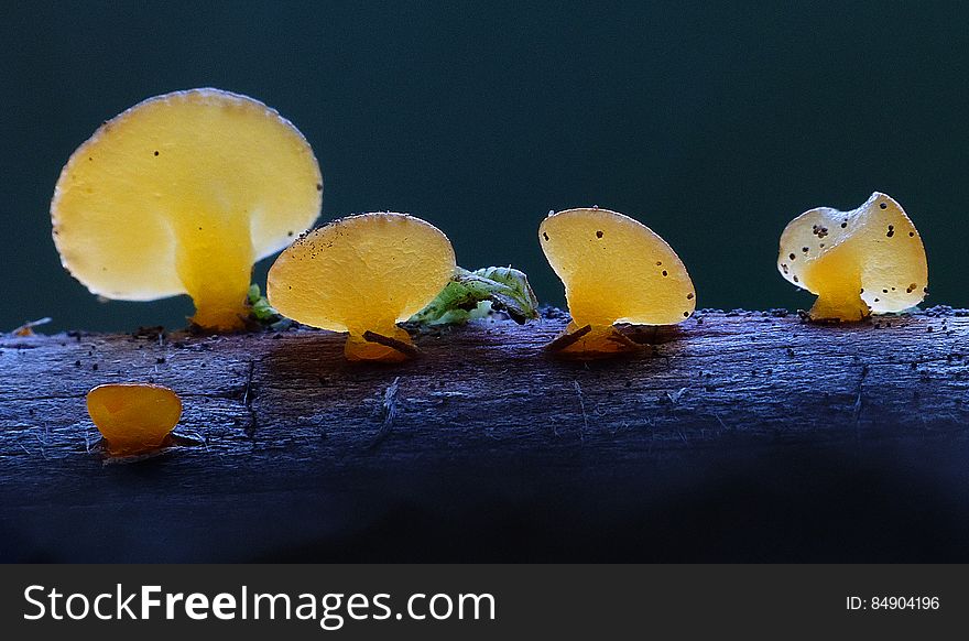 The jelly fungi comprise a diverse and complicated group within the Basidiomycetes. Identification of species often hinges on microscopic examination, and things are further complicated by the fact that it is often difficult to transport a jelly fungus home in &#x22;examinable&#x22; condition, to say nothing of the difficulties encountered with trying to dry and preserve specimens. The jelly fungi comprise a diverse and complicated group within the Basidiomycetes. Identification of species often hinges on microscopic examination, and things are further complicated by the fact that it is often difficult to transport a jelly fungus home in &#x22;examinable&#x22; condition, to say nothing of the difficulties encountered with trying to dry and preserve specimens.