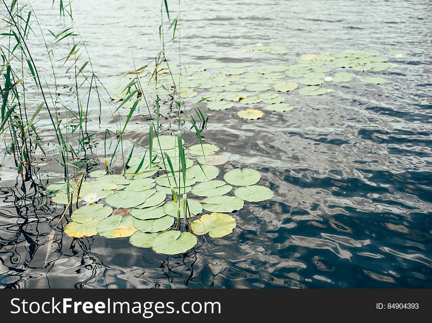 Water Lilies On A Lake