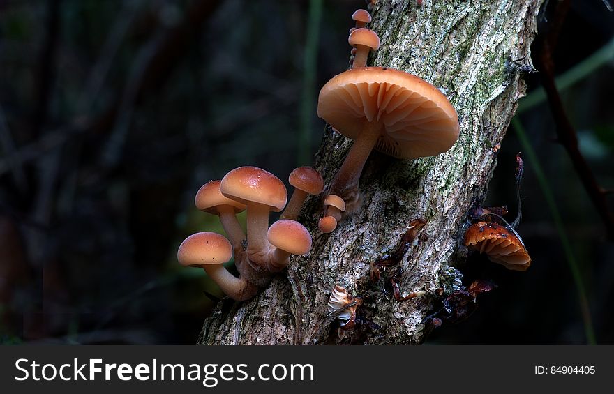 Hypholoma fasciculare, commonly known as the sulphur tuft, sulfur tuft or clustered woodlover, is a common woodland mushroom, often in evidence when hardly any other mushrooms are to be found. This saprophagic small gill fungus grows prolifically in large clumps on stumps, dead roots or rotting trunks of broadleaved trees. The &#x22;Sulphur Tuft&#x22; is bitter and poisonous; consuming it can cause vomiting, diarrhea and convulsions. Hypholoma fasciculare, commonly known as the sulphur tuft, sulfur tuft or clustered woodlover, is a common woodland mushroom, often in evidence when hardly any other mushrooms are to be found. This saprophagic small gill fungus grows prolifically in large clumps on stumps, dead roots or rotting trunks of broadleaved trees. The &#x22;Sulphur Tuft&#x22; is bitter and poisonous; consuming it can cause vomiting, diarrhea and convulsions.