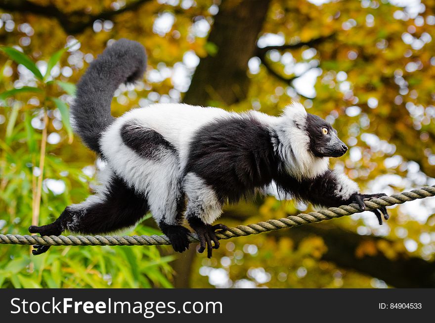 A black and white ruffed lemur in Duisburg, Germany.