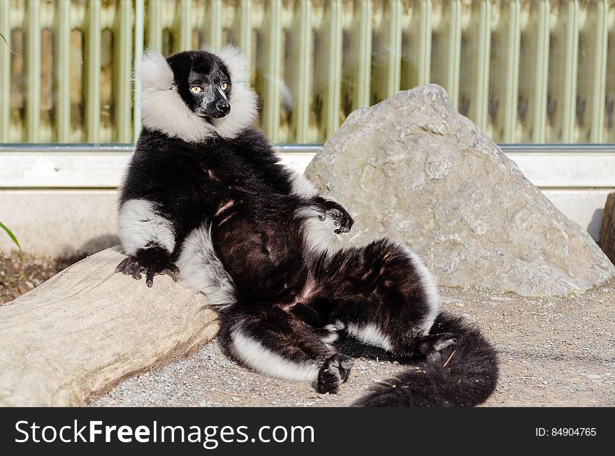 Sunbathing Lemur